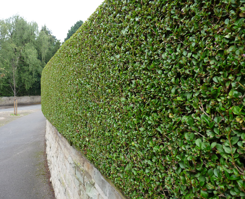 A crisply trimmed suburban hedge with dense green foliage